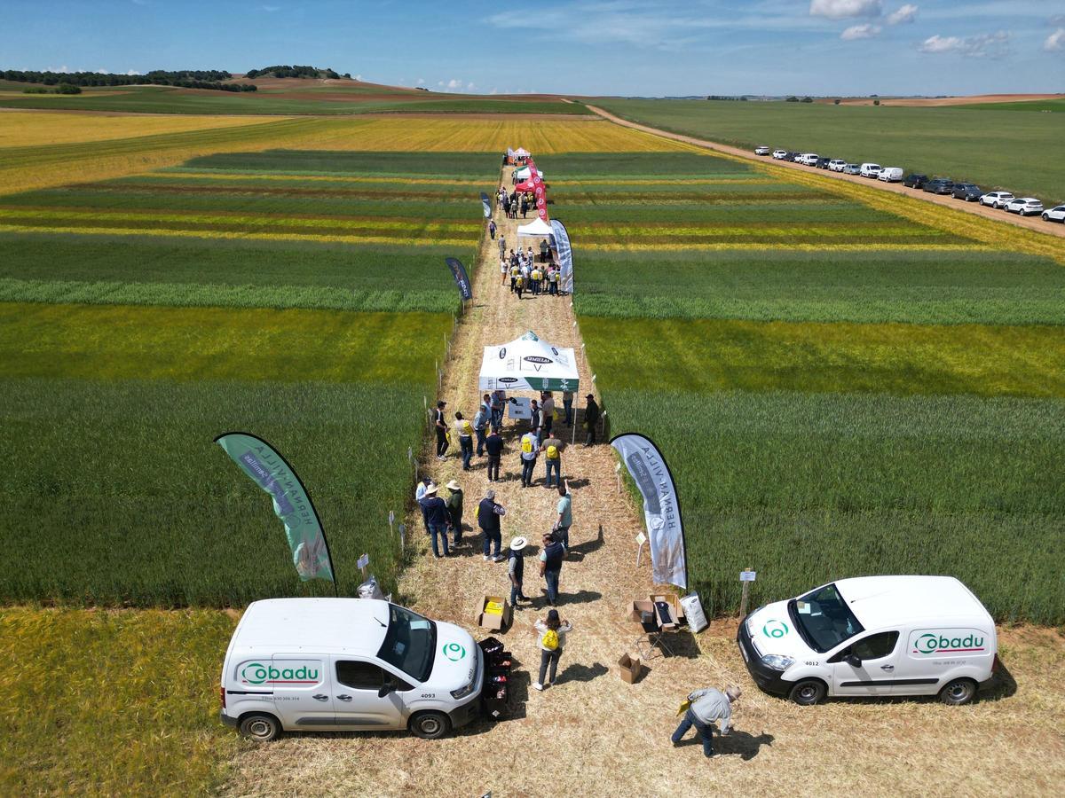 Participantes en la jornada recorren el campo de ensayo