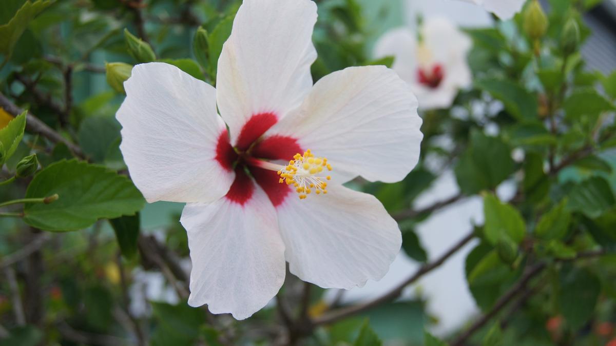 CAYENA FLOR | La planta con flores bicolores que puedes tener en casa para  dormir mejor