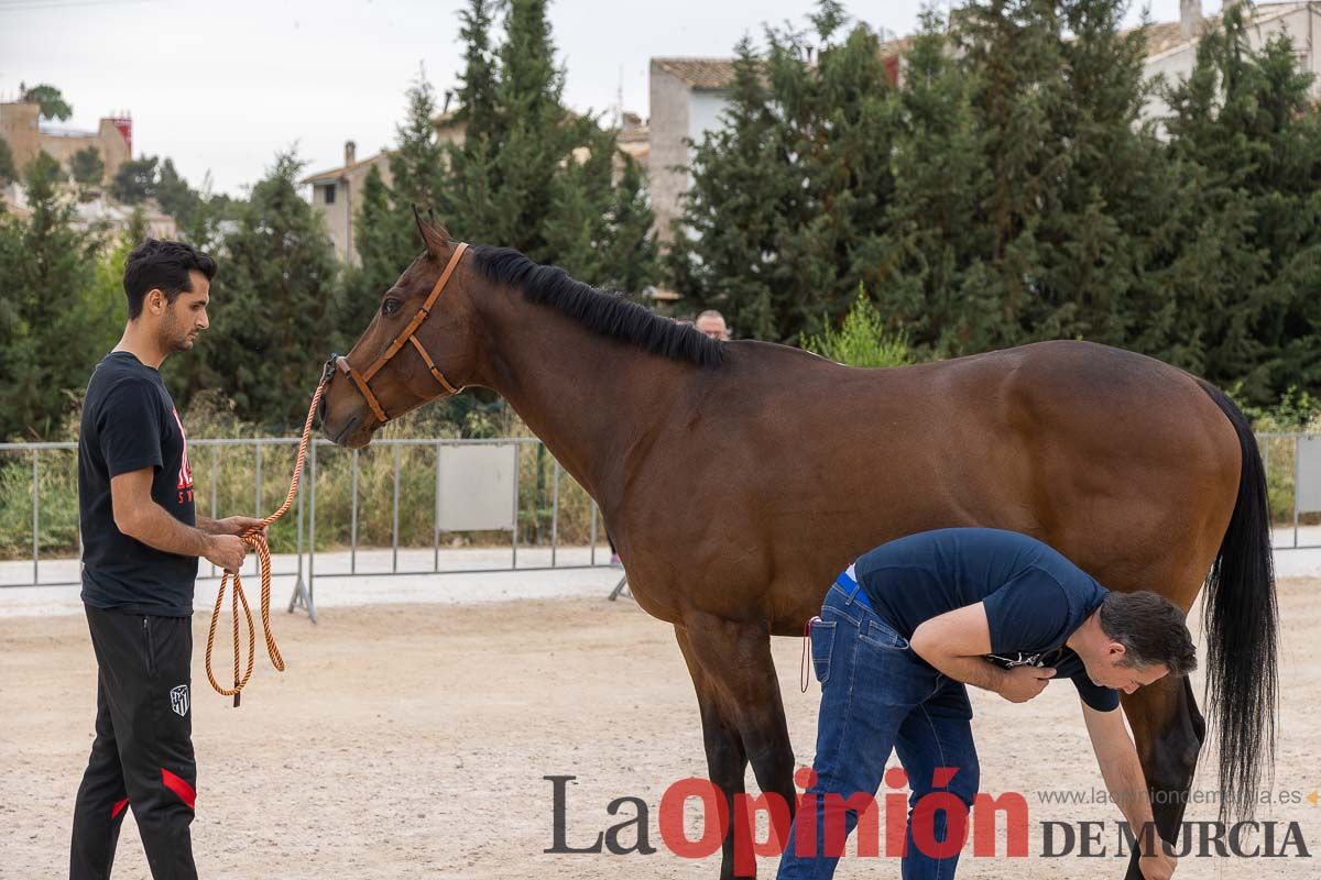 Control veterinario de los Caballos del Vino en Caravaca