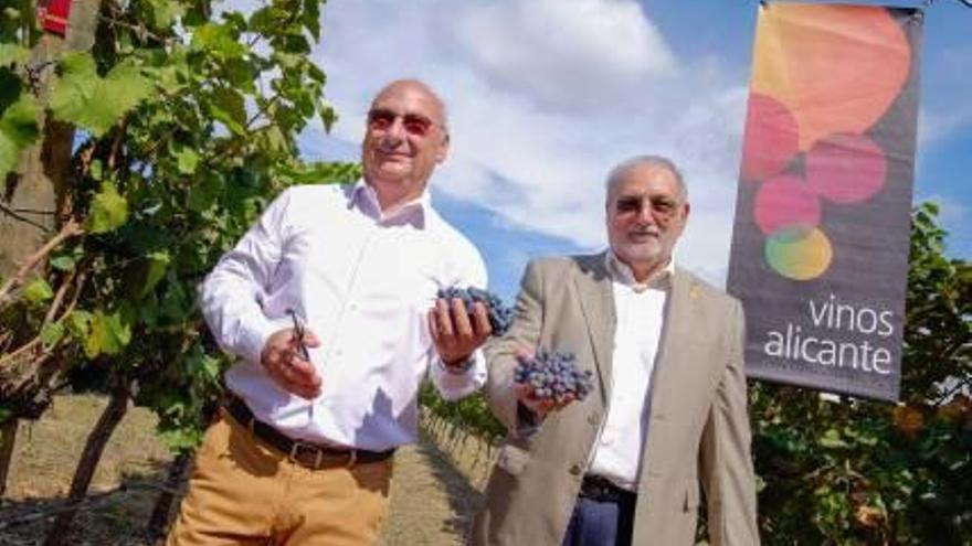 Las renovadas instalaciones de Bocopa acogieron ayer el nombramiento de Francis Mojica como padrino de los Vinos de Alicante de la Añada 2017.