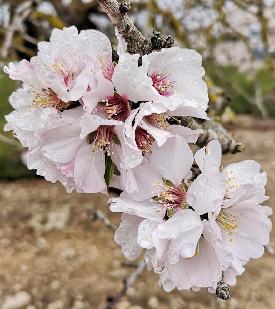 Los almendros en flor ya alegran los paisajes valencianos