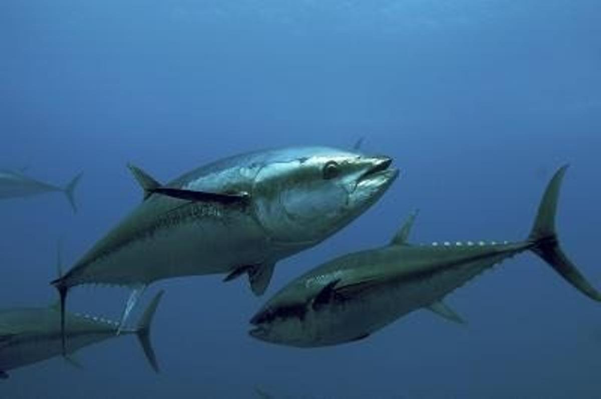 El atún ha sido una de las especies más amenazadas.