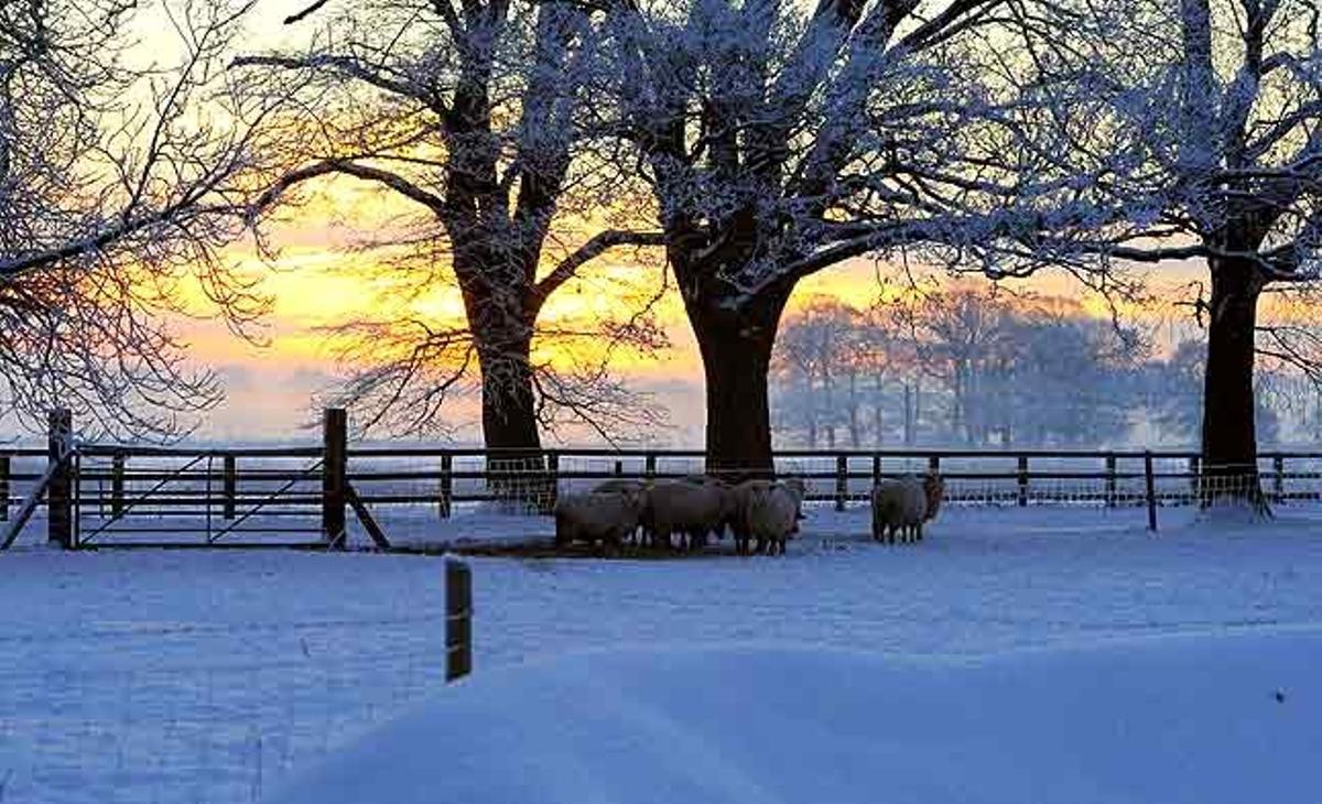 Un ramat d’ovelles pastura en un camp cobert de neu a Burton Grange, al nord d’Anglaterra (Regne Unit).