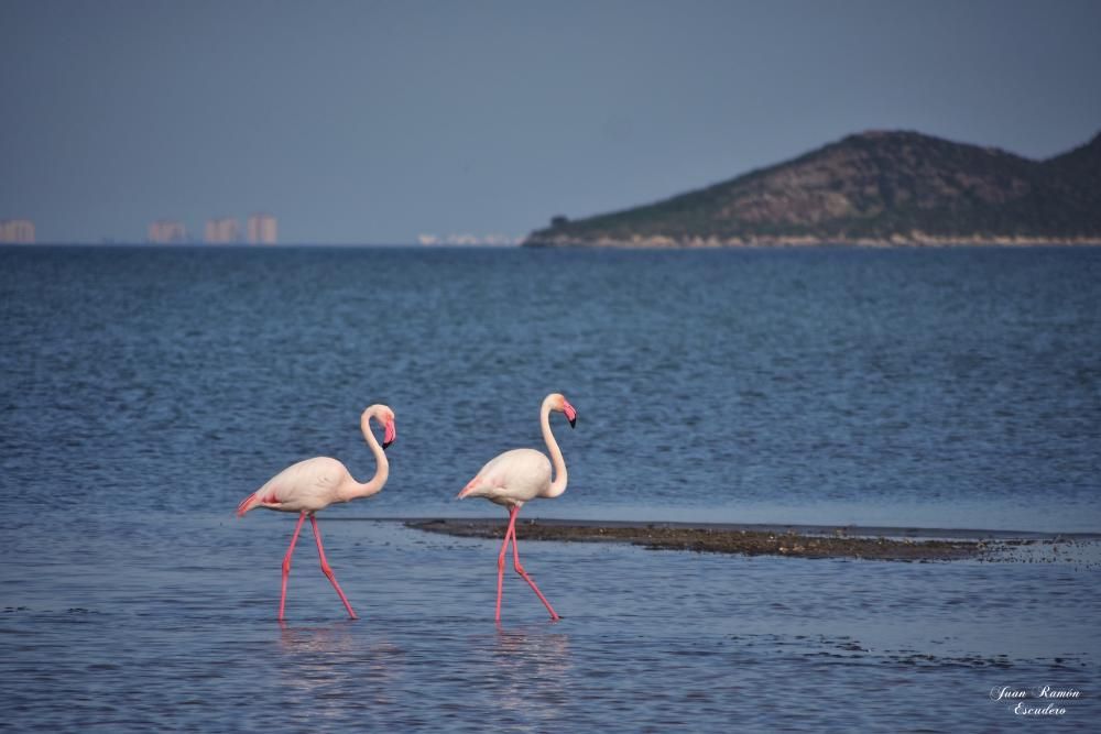 Flamencos en el Mar Menor