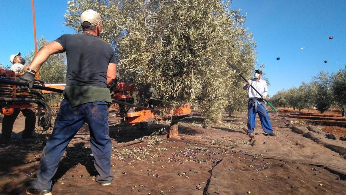 Trabajadores en la campaña del olivar en Málaga, que se desarrolla en las comarcas de interior.