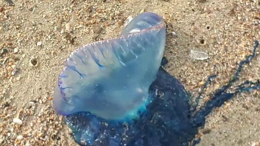 Encuentran una carabela portuguesa en la Playa de Levante