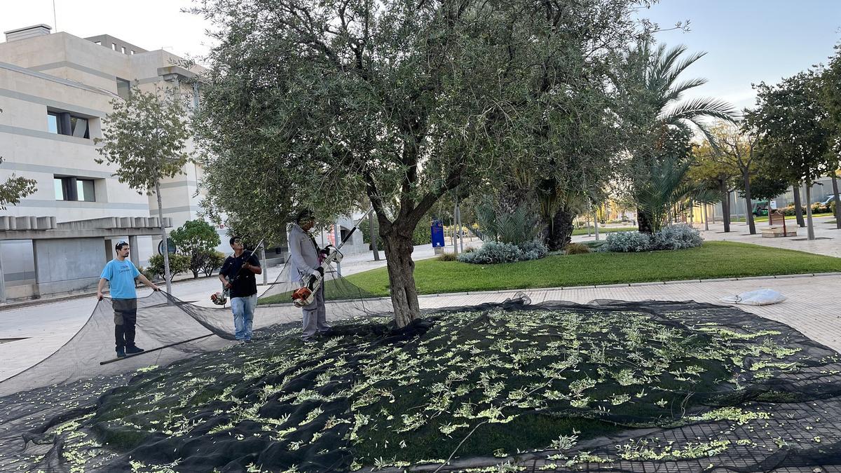 Recolección de las aceitunas de los olivos del campus para ayudar a la investigación de enfermedades raras