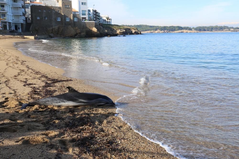 Retiren el dofí mort d'una platja de l'Escala