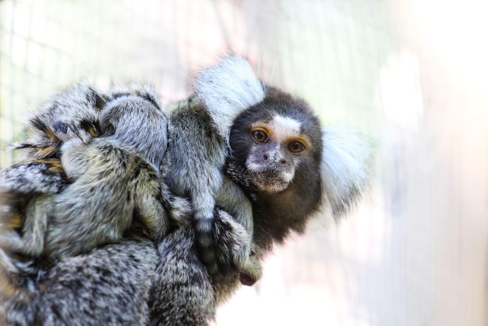 Nacen cuatro nuevo primates en el Oasis Park Fuerteventura