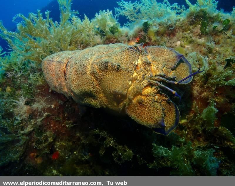 Submarinismo en Castellón