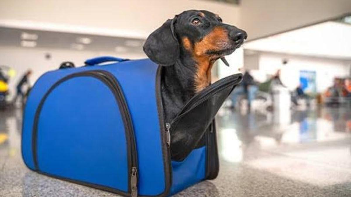 Un perro, en un transportín