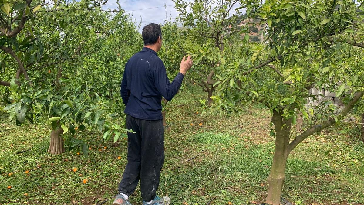 Un agricultor de la Vilavella comprueba los daños que ha provocado la granizada en sus cultivos.