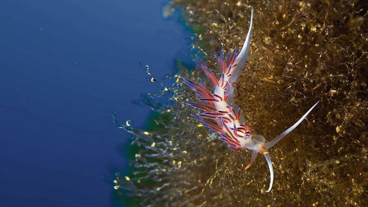 Cratena peregrina sobre matas del hidrozoo del que se alimenta, en s'Espartar.