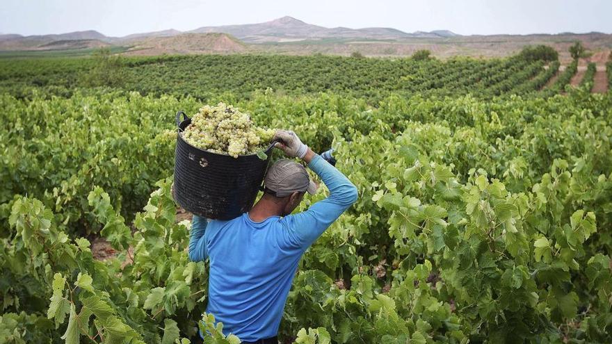 Un trabajador recolecta uva.