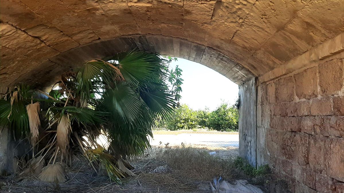 Una palmera ha crecido en uno de los ojos del puente, lo que puede provocar la obstrucción de la evacuación en caso de lluvias torrenciales