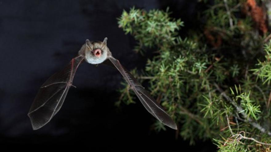 Imagen de archivo de un murciélago de la especie más habitual en la isla de Ibiza.