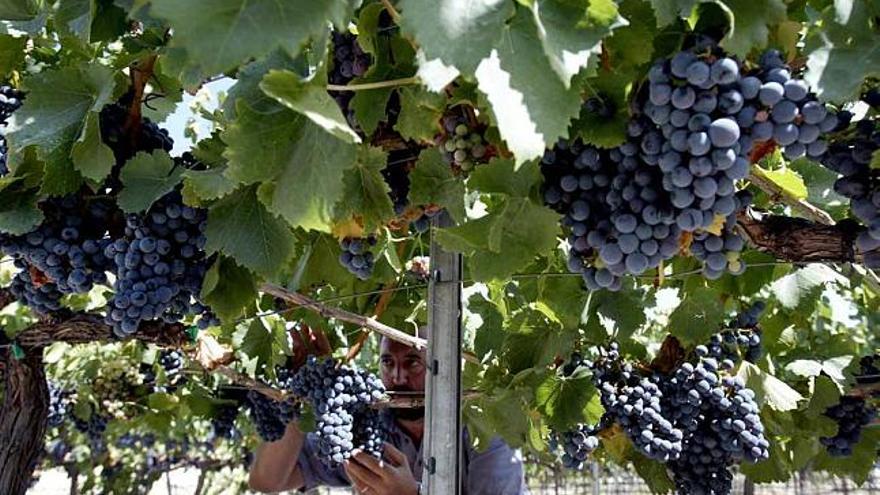 Juan Cascant, director del Celler la Muntanya, en uno de los microviñedos de la comarca de El Comtat