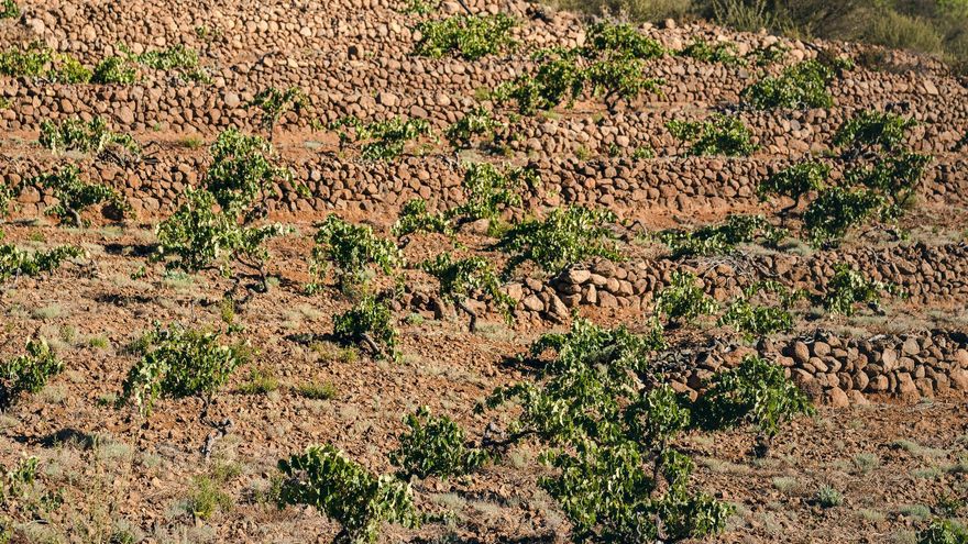 Guardianes del viñedo canario