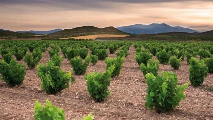 La DPZ impulsa el vino aragonés con ayudas de 150.000 euros para reforzar su promoción