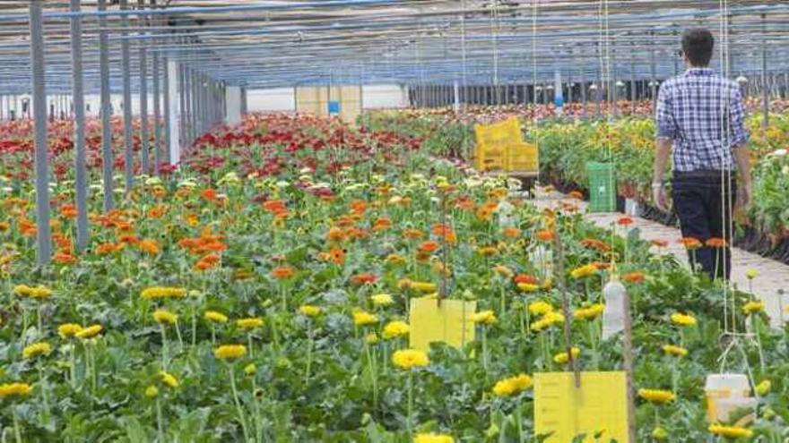 Pilar de la Horadada mantiene cerca de 50 hectáreas de terreno con invernaderos dedicados a la producción de flores.