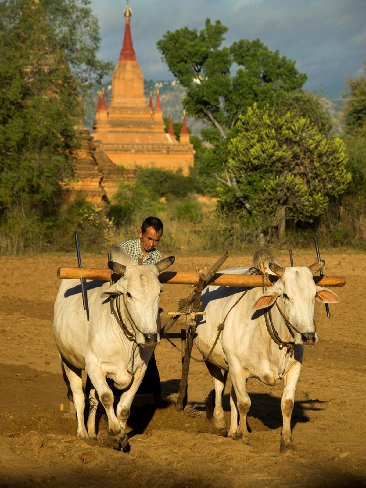 Campesino en Bagan