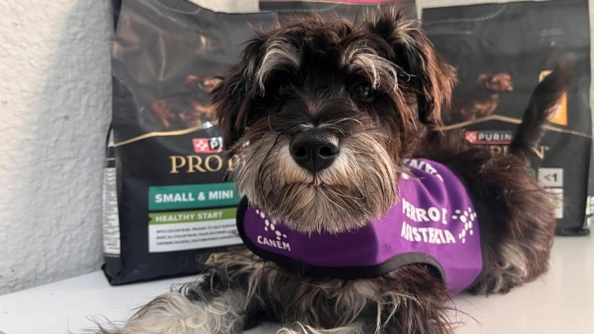 Perro de alerta médica