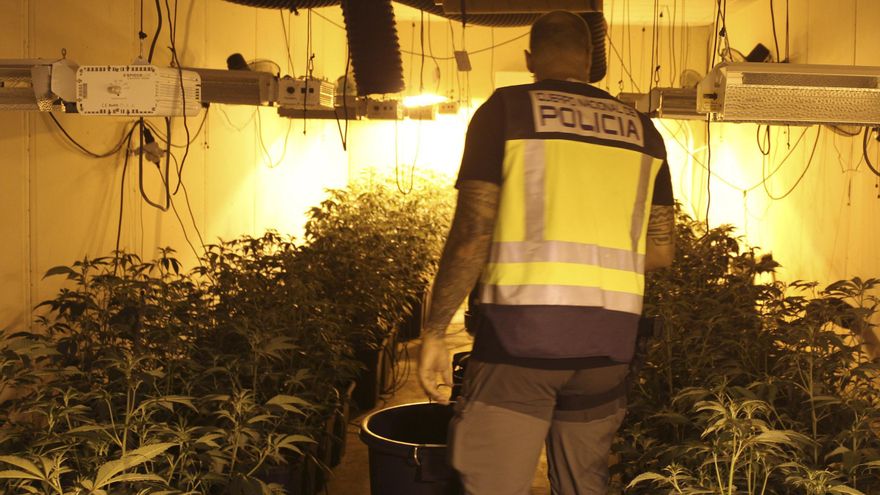 La Policía Nacional localiza tres macrocultivos con más de 1.300 plantas de marihuana y detiene a cuatro hombres por tráfico de drogas
