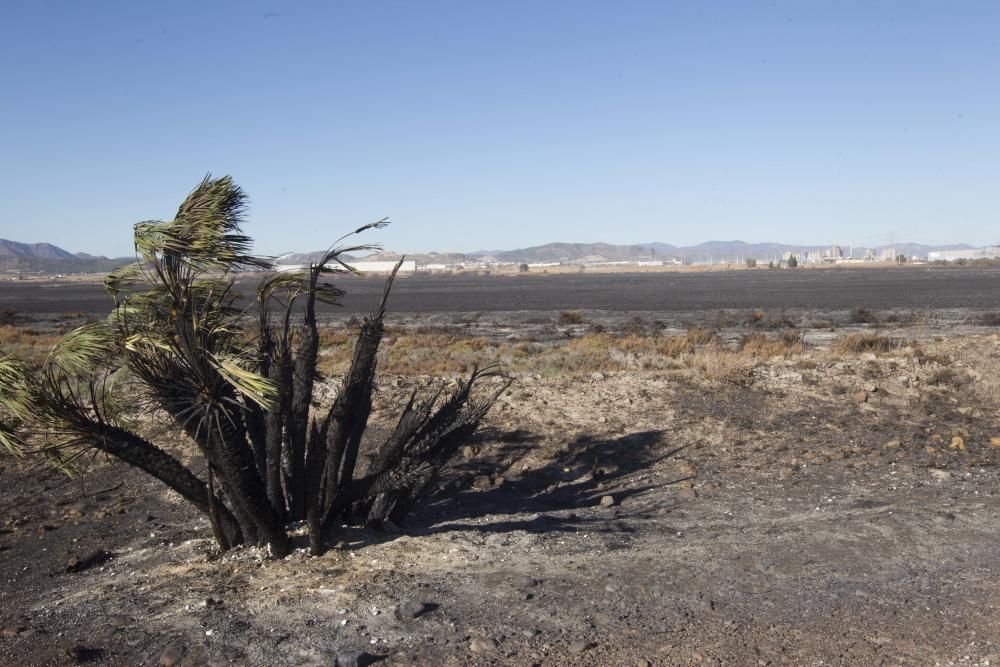 La Marjal dels Moros tras el incendio