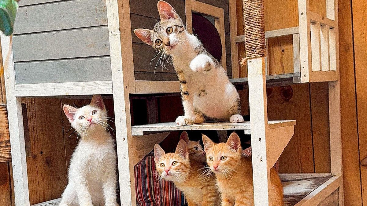 Algunos de los más de 30 bebés gato que ha rescatado estos días el refugio de La Isla de Tali.