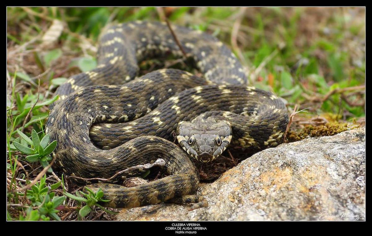 Ejemplar de cobra de agua viperina ('Naltrix maura'), fotografiada por Enrique Martínez.