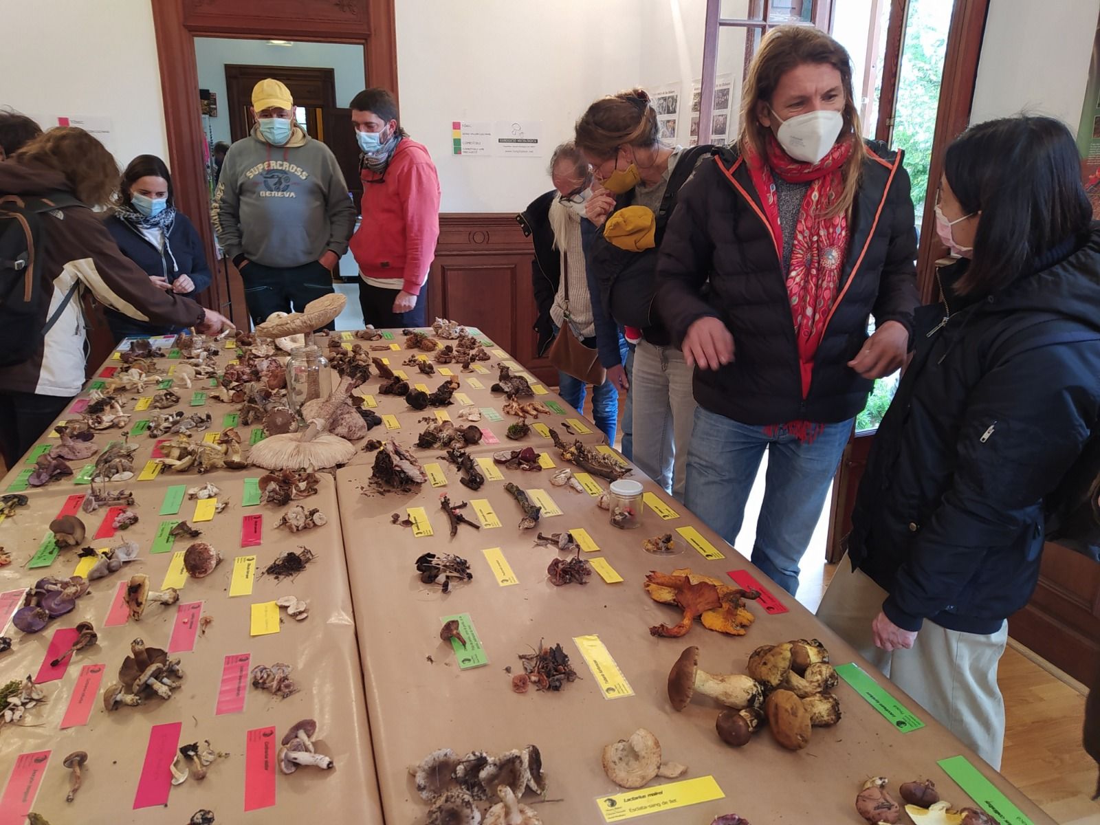 Temporada prolífica para la recolección de setas en  la Serra de Tramuntana