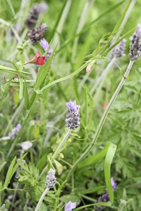 In ihrem Garten bei Sencelles züchtet Heide Göbel wilde Kräuter, Gemüse sowie Zierpflanzen mit Blüten, die nicht nur essbar sind, sondern richtig gut schmecken.