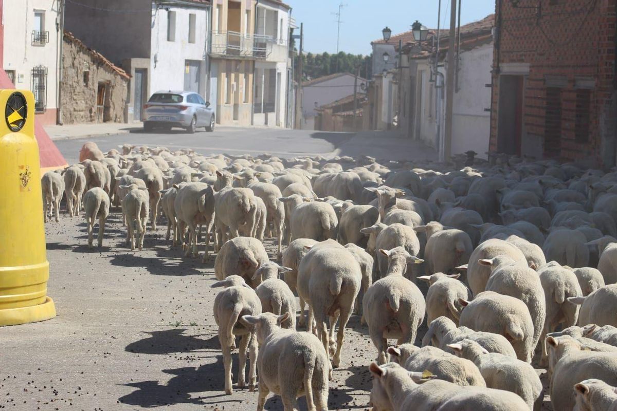 Las ovejas durante la travesía. Daniel Donato