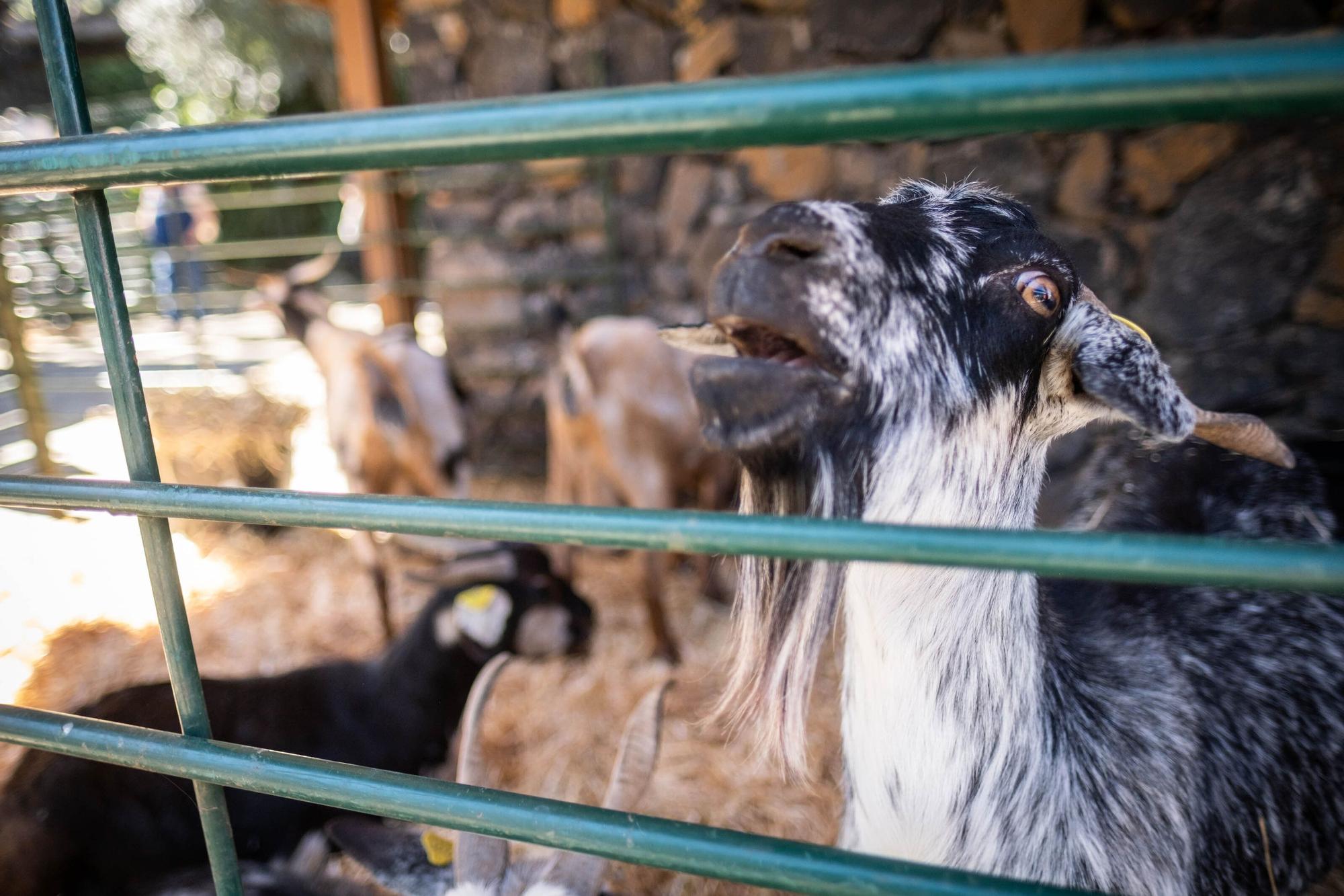 Feria del Queso en Pinolere