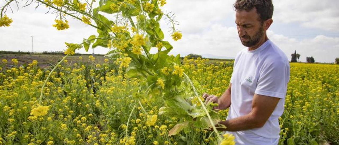 El técnico de la cooperativa muestra una planta de col china que ha sacado la flor y perdido el valor comercial. | PERALES IBORRA