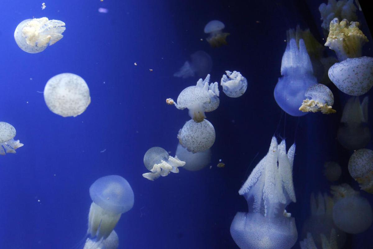 Cómo saber si hay medusas en la playa con una nueva app