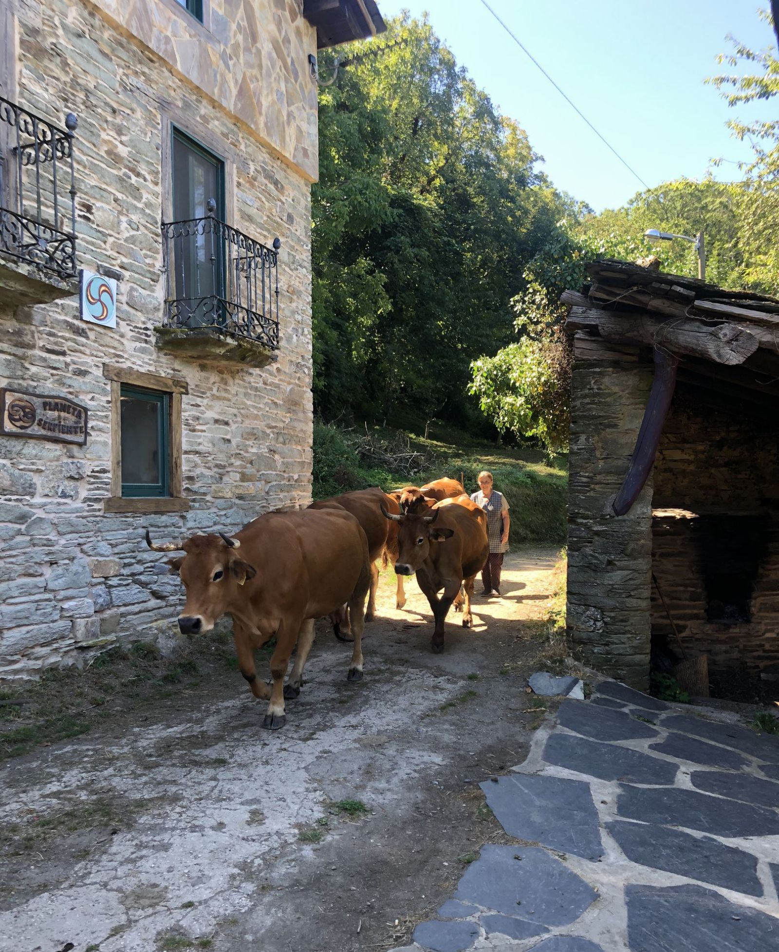 Ganado en el camino de entrada a la casa del poeta