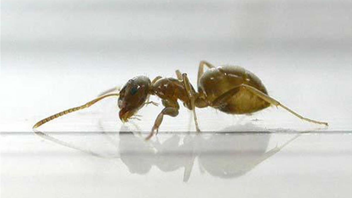 zentauroepp41627221 hormiga lasius neglectus180116173409