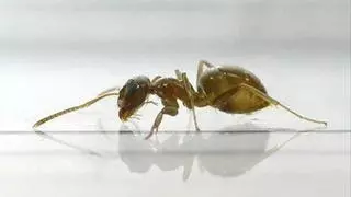 Las hormigas matan a las compañeras que enferman para evitar epidemias