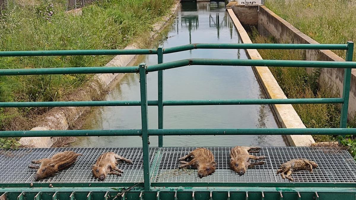 Llamamiento para que se ponga fin a la muerte en el Canal de Lliria