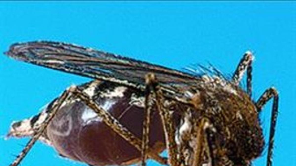 Un mosquito 'Aedes aegypti'.