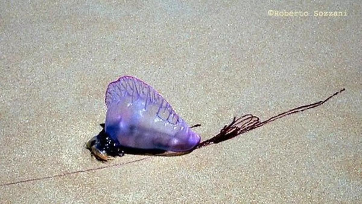 Un ejemplar de carabela portuguesa en la costa asturiana.