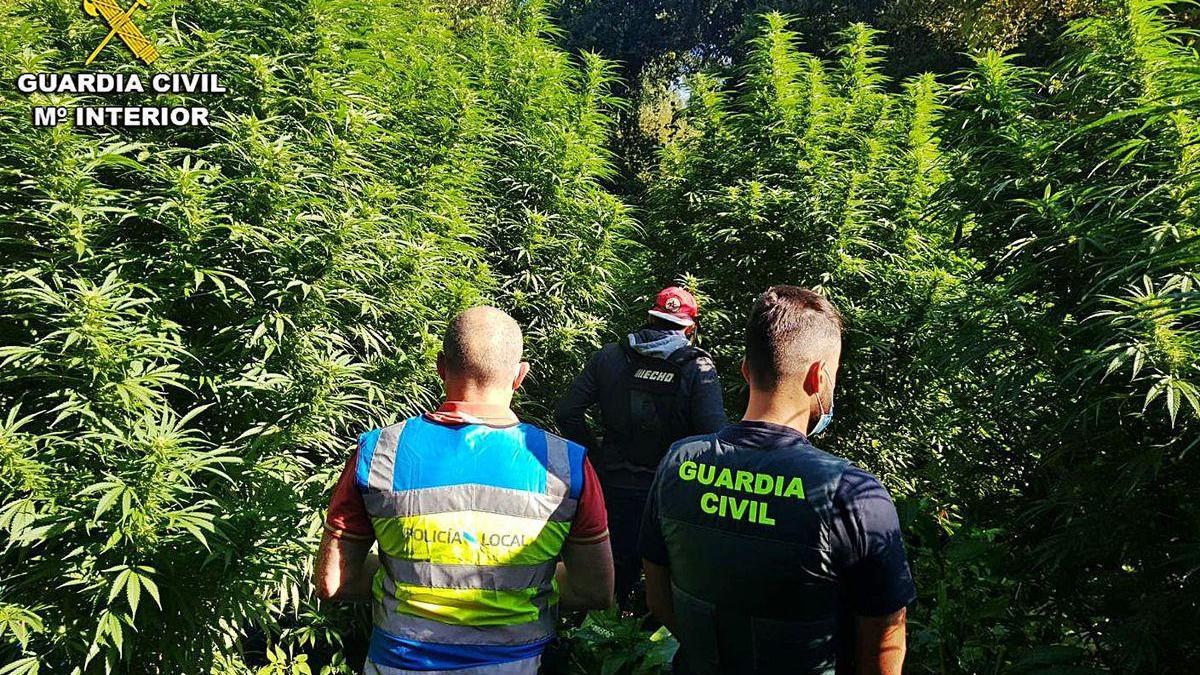 Guardia Civil y Policía Local desmantelan una plantación de cannabis en plena Red Natura.