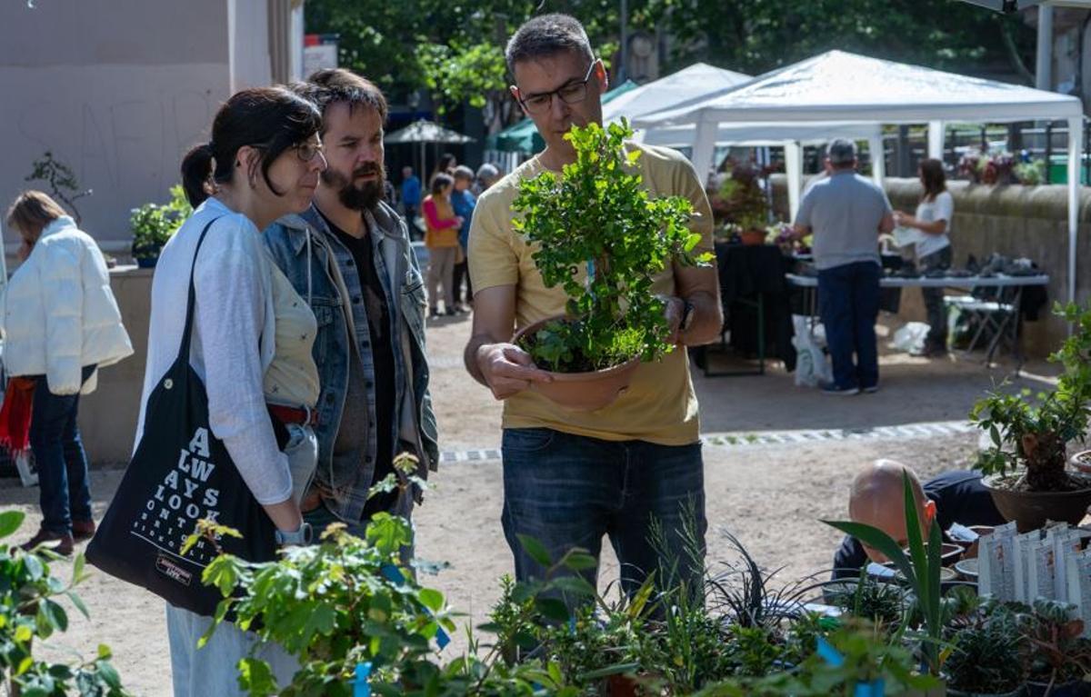 Darrera edició de la Fira Bonsai al pati del Casino