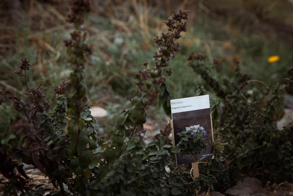 Existen distintos cultivos de plantas e hierbas que se distribuyen por las calles de Trasmoz. 