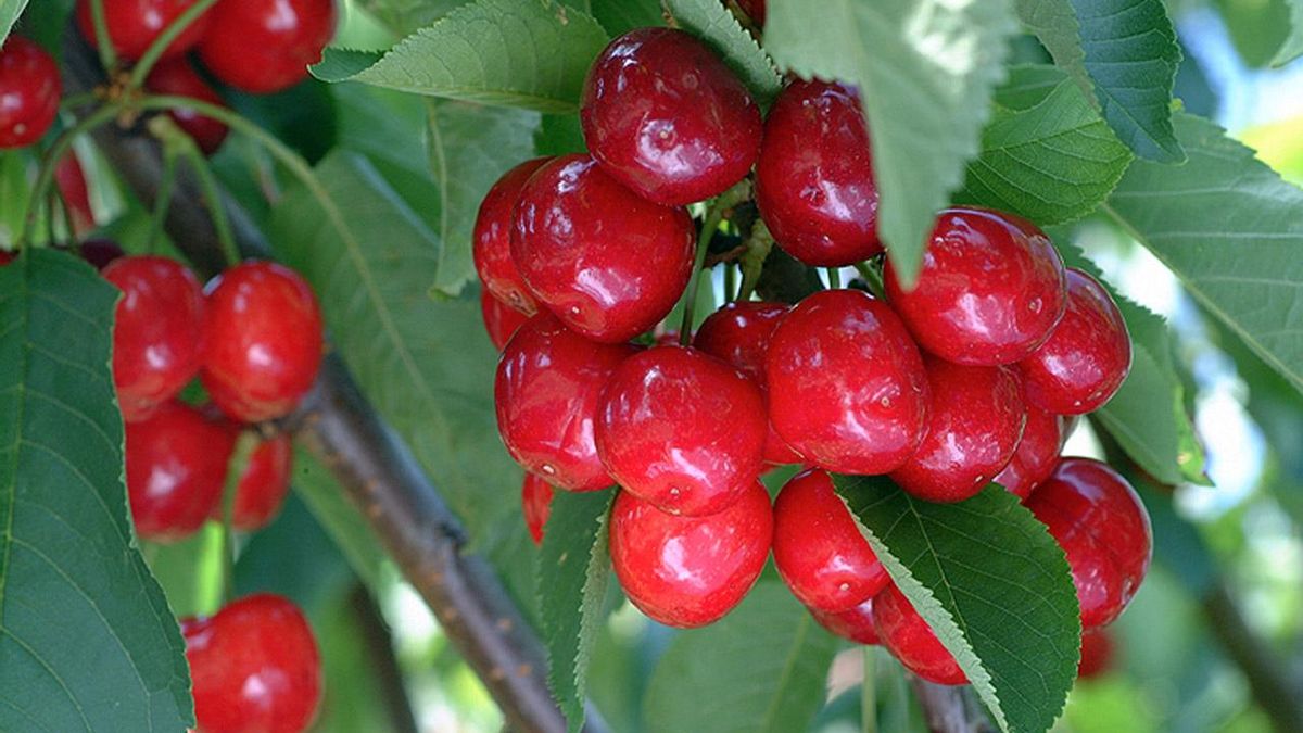 Cultivos de cerezas de la Montaña de Alicante en una fotografía de archivo.