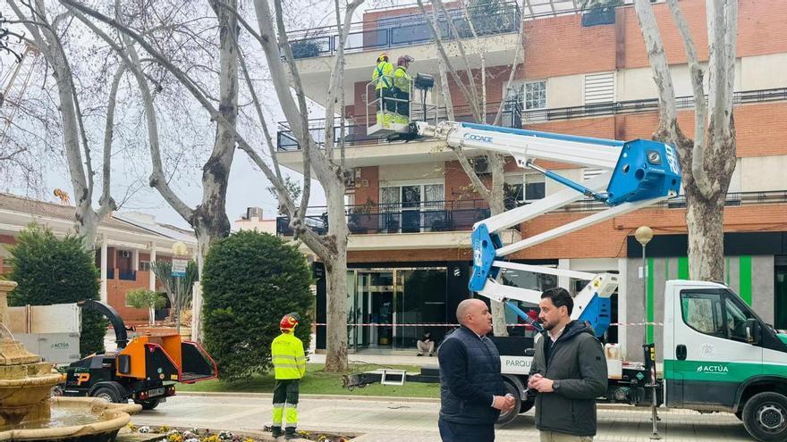 Los árboles monumentales de Lorca se ponen a punto con sistemas de última generación