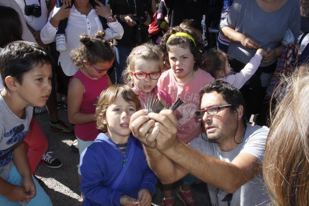 Jornada de anillamiento en Cangas