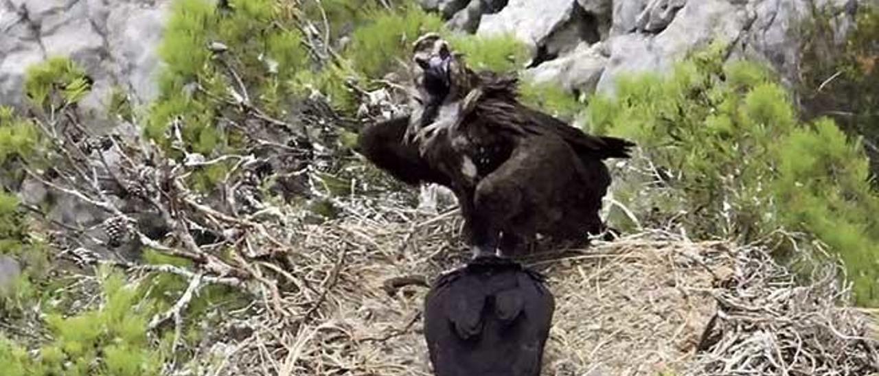 Dos ejemplares de &#039;voltor negre&#039; en la Serra de Tramuntana, por ahora su único hábitat en la isla.