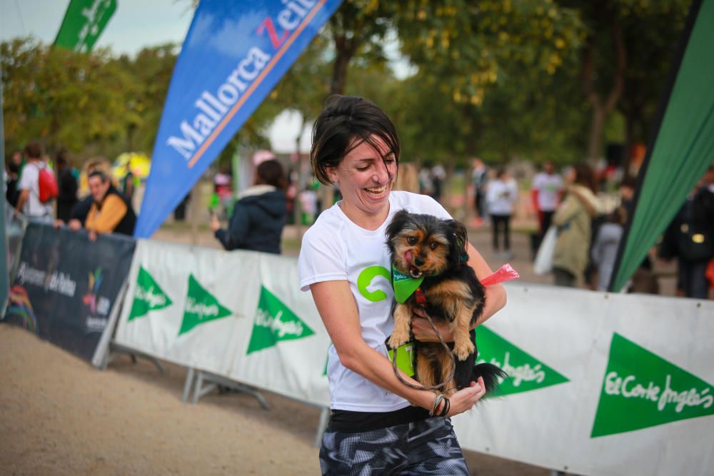 Can We Run Mallorca: So war das Hunderennen